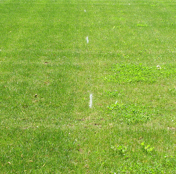 Lawn with short grass.