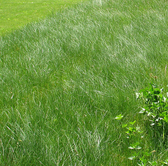 Lawn with longer grass.