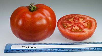 A tomato next to a ruler.