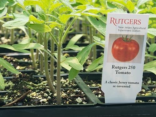 Rutgers 250 tomato seedlings.