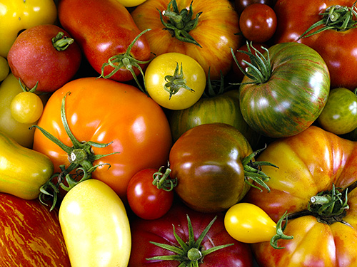 specialty tomato assortmento.