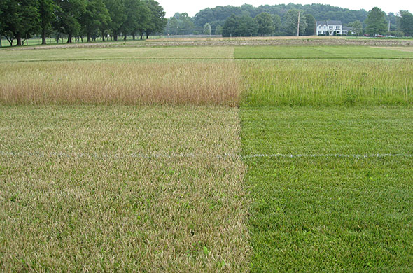 Lawn with two types of turfgrass.