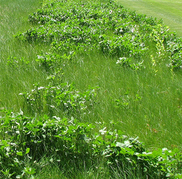 Lawn with longer grass and weeds.