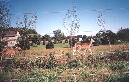 Deer feeding on hybrid willow trees outside an electrified fence protecting farmers crops.