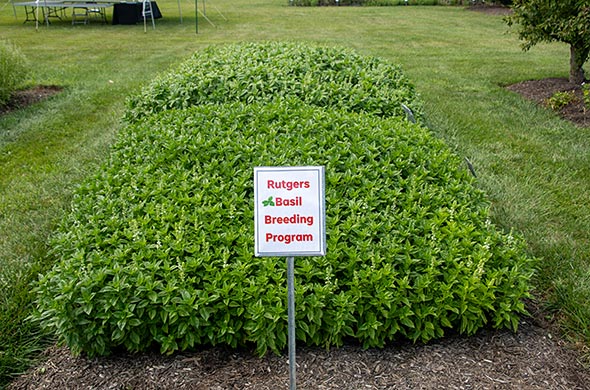 A sign that says 'Rutgers Basil Breeding Program' in front of a basil plot.