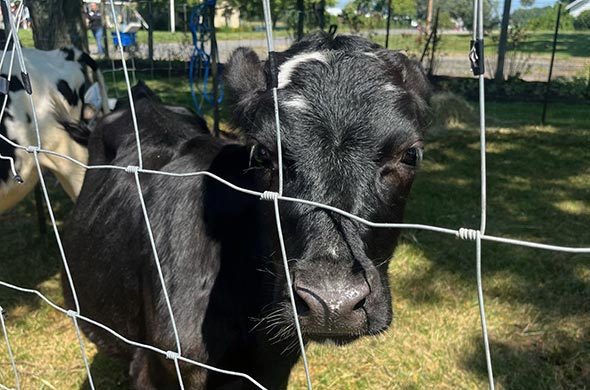 Black cow with white spot front center of head facing a wire fence.