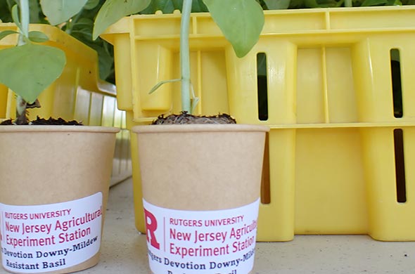 Rutgers Devotion Downy-Mildew Resistant Basil seedlings in small brown paper cups.