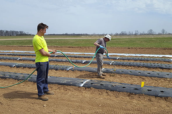 Two men watering crops.