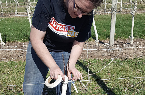 Hunterdon County ag agent Megan Muehlbauer grafting an apple tree using a method known as topworking.