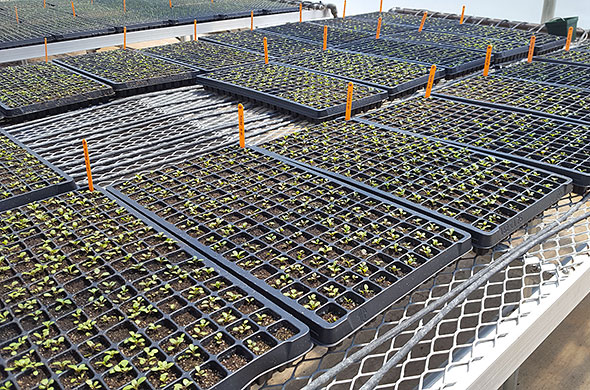 Greenhouse seedlings.
