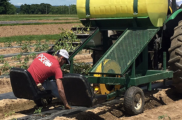Man using a water wheel transplanter to plant tomatoes.