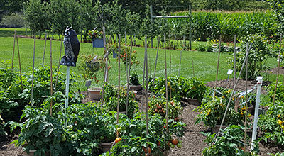 Tomato plants in a garden.